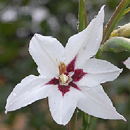  , Acidanthera bicolor Hochst.