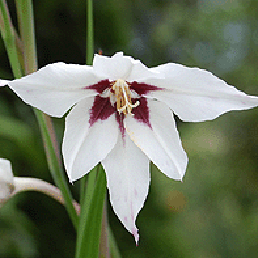  , Acidanthera bicolor Hochst.
