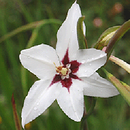  , Acidanthera bicolor Hochst..