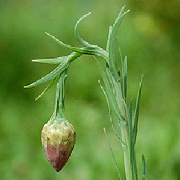  . Acroclinum roseum.