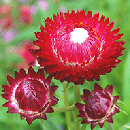  . Helichrysum bracteatum.