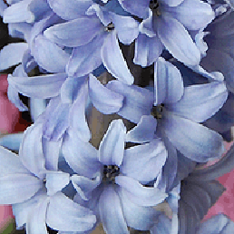  . Hyacinthus orientalis.