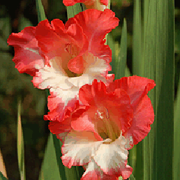  . Gladiolus communis.