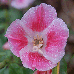   ' '. Godetia grandiflora Lindl.