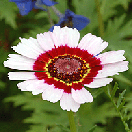    ''. Chrysanthemum carinatum tricolor.