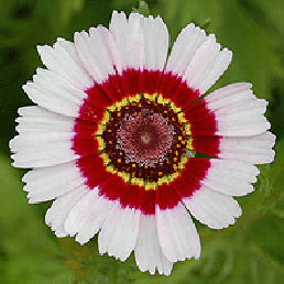    ''. Chrysanthemum carinatum tricolor.