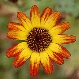    ' '. Chrysanthemum segetum.