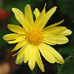  . Chrysanthemum indicum L.