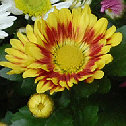  . Chrysanthemum indicum L.