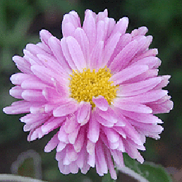  . Chrysanthemum coreana.