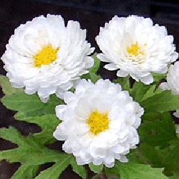  . Chrysanthemum coreana.