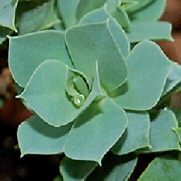  ''. Euphorbia myrsinites L.