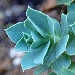   ''. Euphorbia myrsinites L.