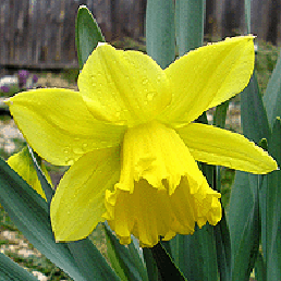  . Narcissus poeticus.
