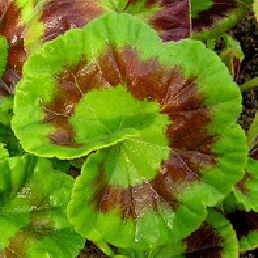  . Pelargonium x hortorum.