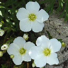 . Arenaria montana L.