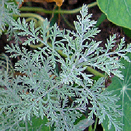  . Artemisia pontica.