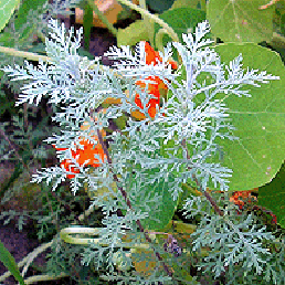  . Artemisia pontica.