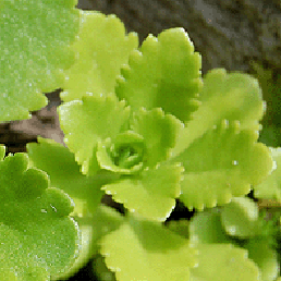 ,  . Sedum spathulifolium.