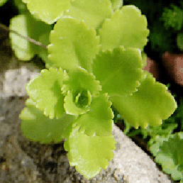 ,  . Sedum spathulifolium.