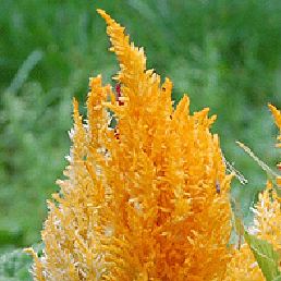   . elosia argentea L. f. plumosa Voss.