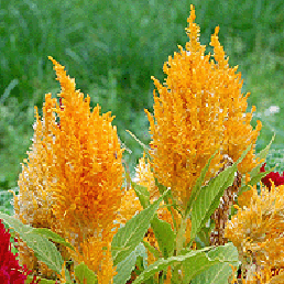   . elosia argentea L. f. plumosa Voss.