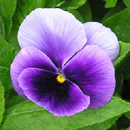 ,  . Viola x wittrockiana.