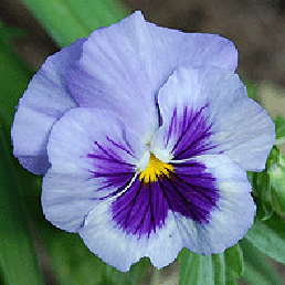 ,  . Viola x wittrockiana.
