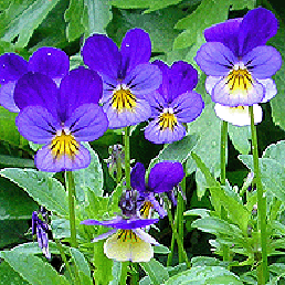 ,  . Viola tricolor.