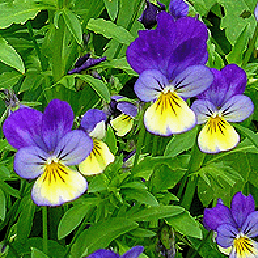,  . Viola tricolor.