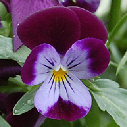  ,  . Viola cornuta.