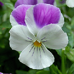  ,  . Viola cornuta.