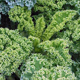 Brassica oleracea var. sabellica