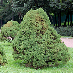   ''. Picea glauca Moench. f. 'Conica'.