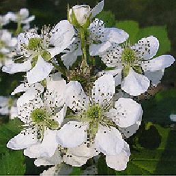   . Rubus caesius.