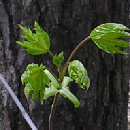  . Acer platanoides L.