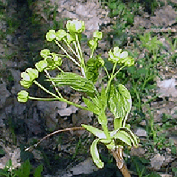  . Acer platanoides L.