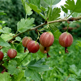  . Ribes uva-crispa L.
