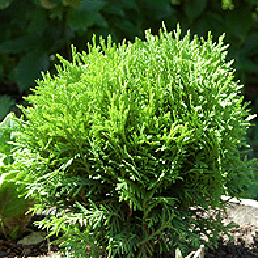   ''. Thuja occidentalis L.'Danica'.