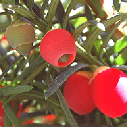  . Taxus baccata.