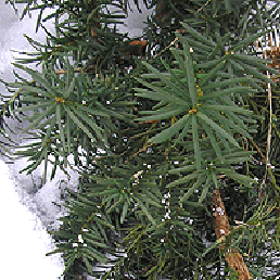  . Taxus baccata.