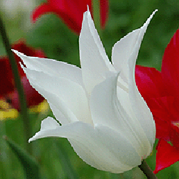  . Tulipa Gesneriana L.