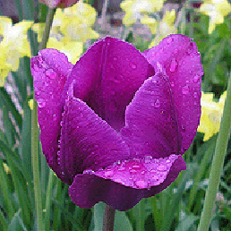  . Tulipa Gesneriana L.